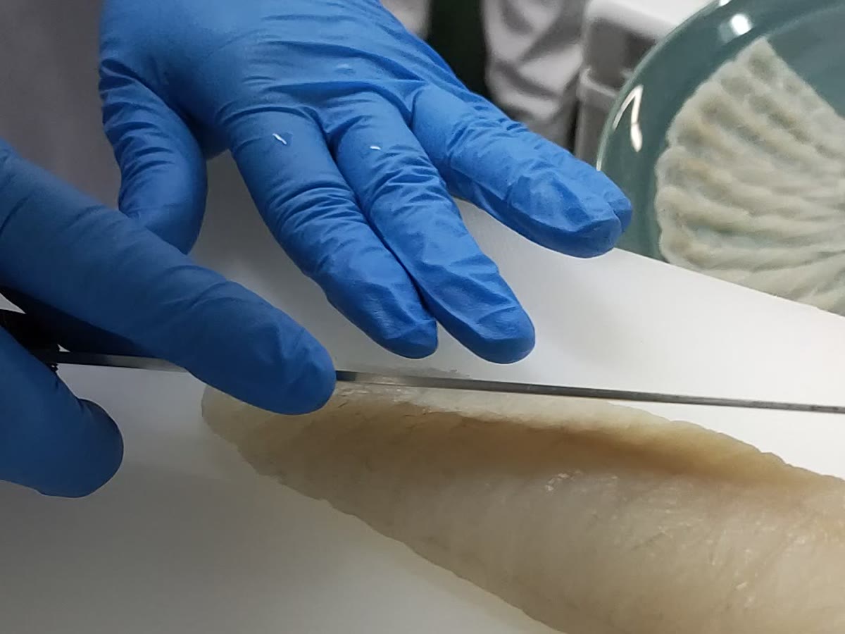 とらふぐの身を一枚ずつ薄く引く加工場の手仕事